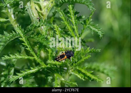 Ladybug larva sulla pianta Foto Stock