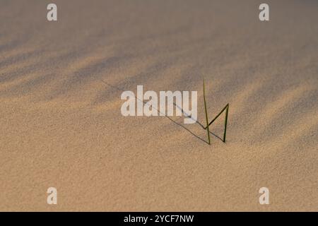 Strutture formate dal vento sulla spiaggia, erbe singole sbircianti dalla sabbia, isola di Amrum, Schleswig-Holstein Wadden Sea National Park, Germania, Schleswig-Holstein, costa del Mare del Nord Foto Stock