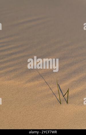 Strutture formate dal vento sulla spiaggia, erbe singole sbircianti dalla sabbia, isola di Amrum, Schleswig-Holstein Wadden Sea National Park, Germania, Schleswig-Holstein, costa del Mare del Nord Foto Stock