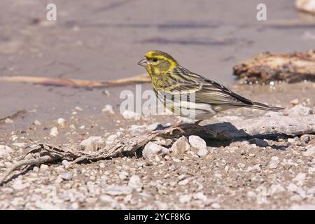 Verdeggiante europeo arroccato su un vecchio baraccopoli vicino a una pozzanghera, chloris chloris, Fringillidae Foto Stock