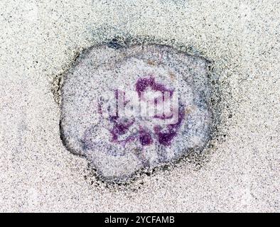 Meduse comuni su North Uist Foto Stock