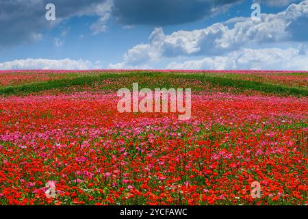 Europa, Germania, Assia, Assia settentrionale, Parco naturale della foresta di Meißner-Kaufunger, campo di Poppy in fiore sotto un cielo nuvoloso Foto Stock