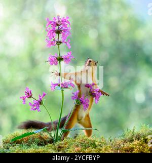 Lo scoiattolo rosso contiene fiori di macranta Betonica Foto Stock