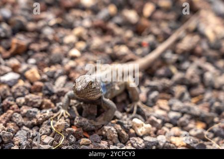 Lucertola maschile delle Isole Canarie (Gallotia galloti), Tenerife, Isole Canarie, Spagna Foto Stock