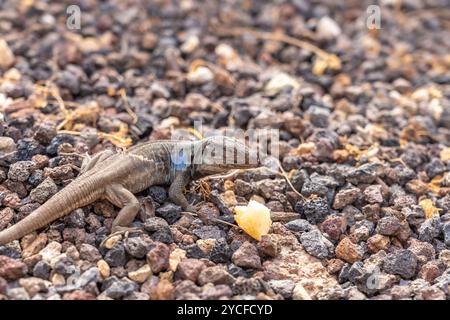 Lucertola maschile delle Isole Canarie (Gallotia galloti), Tenerife, Isole Canarie, Spagna Foto Stock