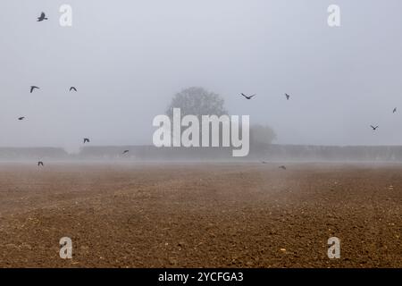 Una nebbiosa mattina d'autunno nel Sussex rurale, con uccelli che volano sopra un campo arato Foto Stock