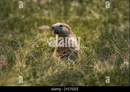 Primo piano di una marmotta (Marmota) in estate nelle alte Alpi di Allgäu, Oberallgäu, Allgäu, Svevia, Baviera, Germania, Europa Foto Stock