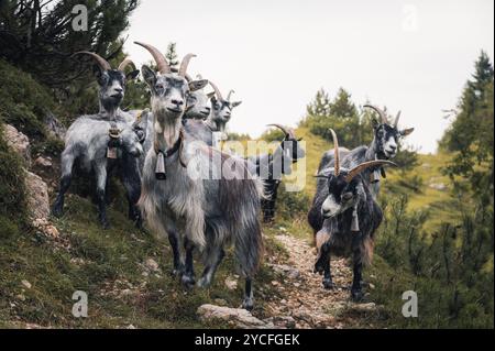 Ritratto di una capra billy in montagna con una campana intorno al collo Foto Stock