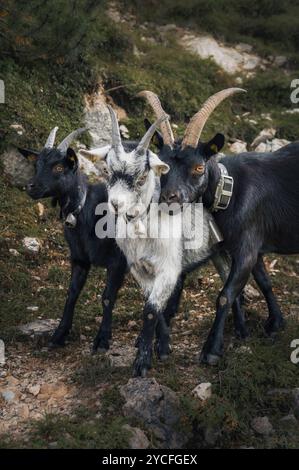 Mandria di capre in montagna in Tirolo Foto Stock