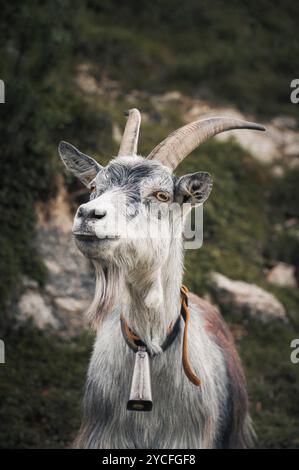 Ritratto di una capra billy in montagna con una campana intorno al collo Foto Stock