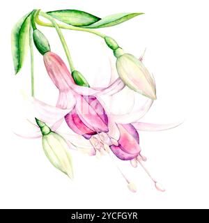 Fiori e boccioli di fucsia. L'illustrazione ad acquerello luminoso è disegnata a mano su uno sfondo bianco. Adatto per decorazioni e tessuti Foto Stock