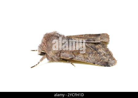 Offuscato scialbi moth Orthosia incerta su sfondo bianco Foto Stock