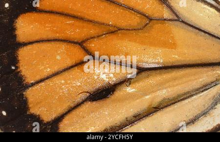 Foto macro della farfalla Monarch Danaus plexippus Wing Scales Foto Stock