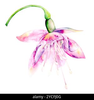 Fiore fucsia. L'illustrazione ad acquerello luminoso è disegnata a mano su uno sfondo bianco. Adatto per decorazioni e tessuti Foto Stock