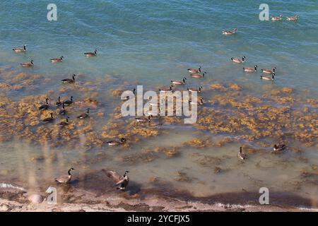 Oche del Canada (Branta canadensis) con oche grigiate che nuotano nella vescica sulla costa del Mar Baltico Foto Stock