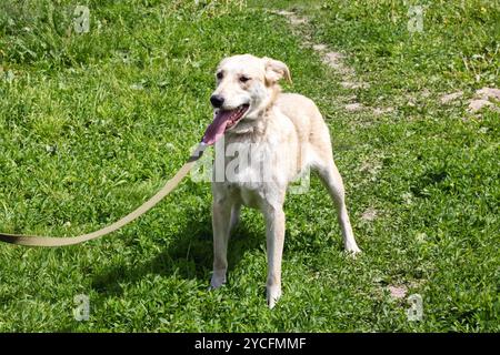 Il grande cane bianco sta in piedi sull'erba da vicino Foto Stock