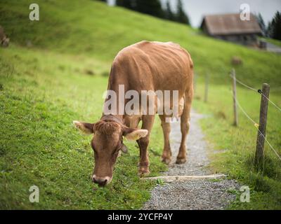 Mucca sul prato alpino Foto Stock