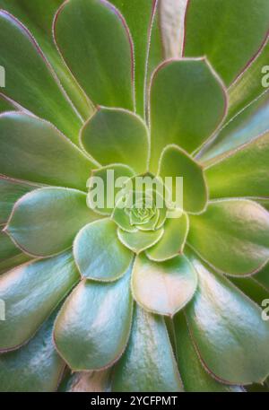 Vista dall'alto dell'Echeveria elegans in vaso o della palla di neve messicana, una delle piante succulente fiorite più popolari Foto Stock