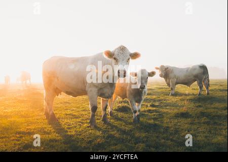 Mandria di bovini Charolais su un pascolo nella calda luce del mattino. In primo piano un toro, una mucca madre e un giovane animale Foto Stock