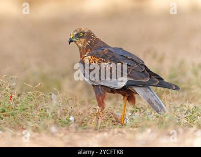 Maschio Marsh harrier (Circus aeruginosus) sulla sua preda, Catalogna, Spagna Foto Stock