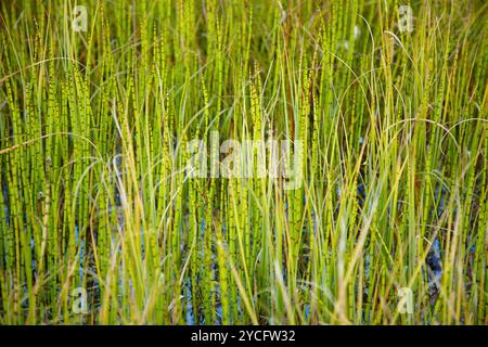 Densi canneti di palude piante piccole - Equiseto Foto Stock