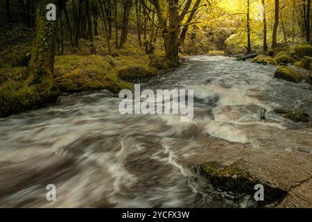 Cascate di Golitha. Il fiume Fowey scorre attraverso l'antico bosco di Draynes Wood sulla Bodmin Moor in Cornovaglia nel Regno Unito. Foto Stock