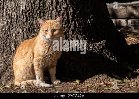 Gatto tenero seduto a terra nel giardino sotto un albero Foto Stock
