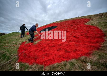 I papaveri giganti sono dipinti sulle piramidi d'erba lungo l'autostrada M8 vicino a Bathgate, West Lothian, dagli armatori del Murrayfield Stadium e della Linemark UK Ltd, in coincidenza con il lancio dell'appello di PoppyScotland del 2024 e segnano l'inizio del periodo della memoria. Data foto: Mercoledì 23 ottobre 2024. Foto Stock