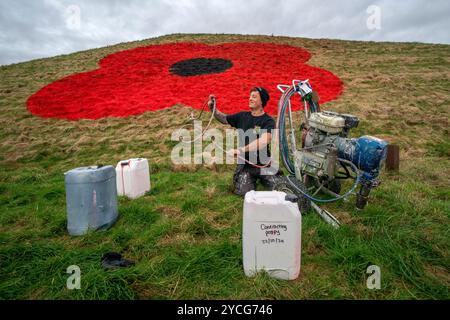 I papaveri giganti sono dipinti sulle piramidi d'erba lungo l'autostrada M8 vicino a Bathgate, West Lothian, dagli armatori del Murrayfield Stadium e della Linemark UK Ltd, in coincidenza con il lancio dell'appello di PoppyScotland del 2024 e segnano l'inizio del periodo della memoria. Data foto: Mercoledì 23 ottobre 2024. Foto Stock