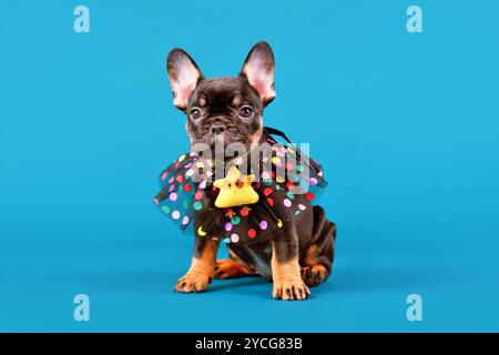 Cuocere il cucciolo di cane Bulldog francese color arancio con un divertente collare con puntini davanti allo sfondo blu dello studio Foto Stock