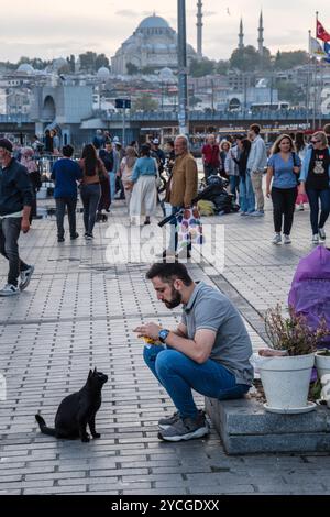 Un gatto guarda un uomo che mangia, sperando in una tidbit, Istanbul, Turchia. Sullo sfondo si trovano il ponte Galata e la moschea di Süleymaniye. Foto Stock