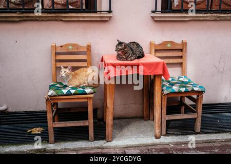 Due gatti seduti su un tavolo e una sedia in strada, Istanbul, Turchia Foto Stock