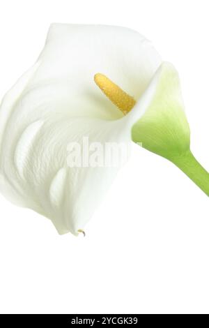 La Zantedeschia aethiopica è anche nota come calla florista, giglio d'arum bianco o giglio d'arum comune. Sfondo bianco. Foto Stock