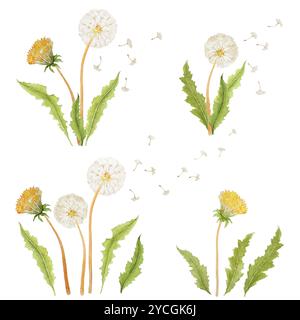 Dandelion Watercolor Clipart, Spring Flowers Clipart, Woodland Flowers Illustrations, Watercolor Elements Isolated on White, Watercolor Set Foto Stock