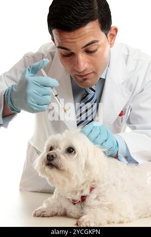 Vet medicare cane piccolo ago Foto Stock