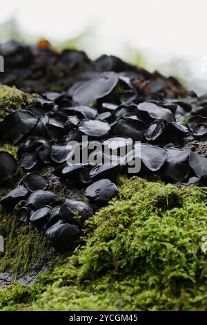 Black Bulgar funghi, Bulgaria inquinanti, in crescita nella New Forest UK Foto Stock