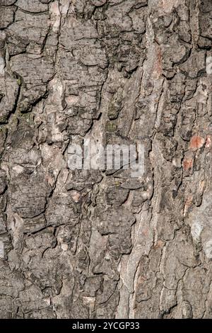 Dettaglio della corteccia d'albero come sfondo naturale e texture Foto Stock