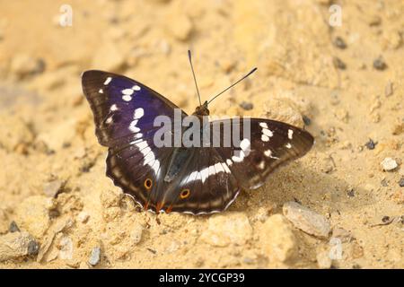 Farfalla Imperatore viola maschio - Apatura Iris Foto Stock