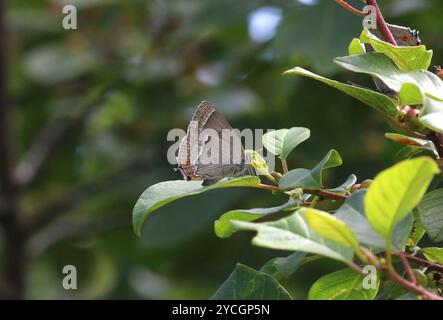 Viola Hairstreak maschio - Favonius quercus Foto Stock