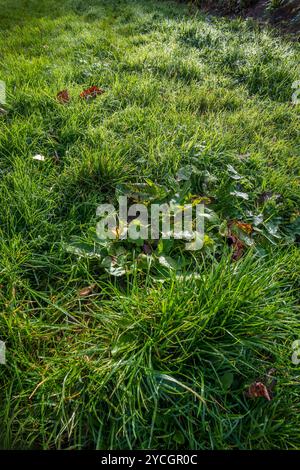 Erba coperta di rugiada alla luce del sole del mattino presto. Foto Stock