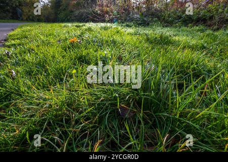 Erba coperta di rugiada alla luce del sole del mattino presto. Foto Stock