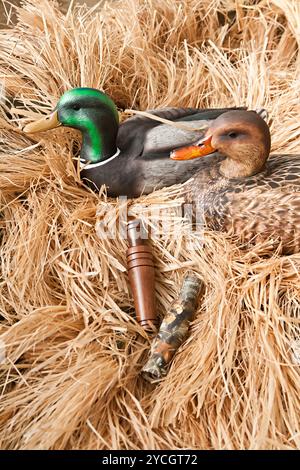 Duck Decoy con ripieno e chiamate Foto Stock