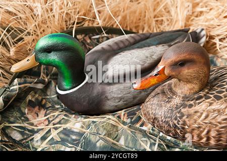 Duck Decoy con ripieno e chiamate Foto Stock