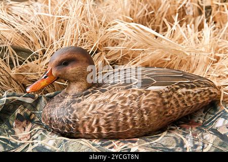 Duck Decoy con ripieno e chiamate Foto Stock