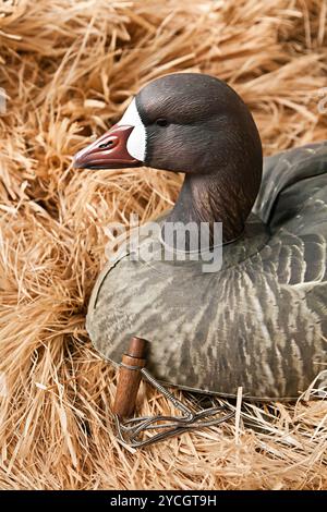 Esca d'oca con ripieno e chiamate Foto Stock