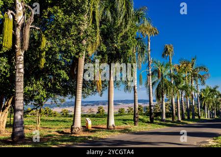 Viale fiancheggiato da palme con paesaggio sullo sfondo, in una fattoria nello stato di São Paolo, Brasile. Foto Stock