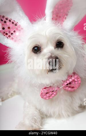 Piuttosto soffice cane bianco in fantasia costume coniglietto Foto Stock