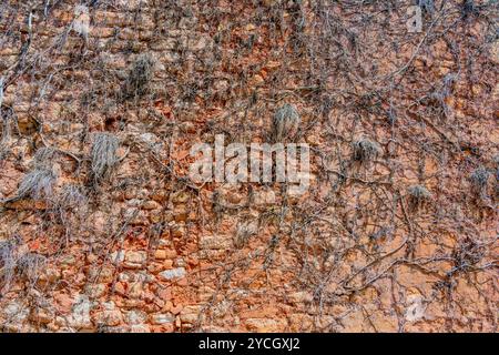 Foto ravvicinata full frame di una vivace parete di pietra rossastra sovrastata Foto Stock
