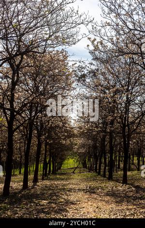 IPES boschetto di fioritura di alberi bianchi con attenzione selettiva nel comune di Marilia Foto Stock