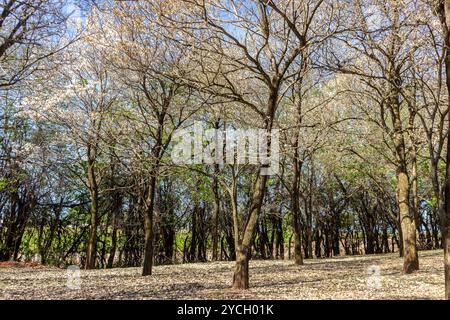 IPES boschetto di fioritura di alberi bianchi con attenzione selettiva nel comune di Marilia Foto Stock